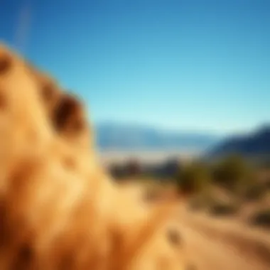 Scenic outdoor adventure in Las Vegas