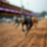 A group of greyhounds in action on the race track.