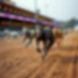 A group of greyhounds in action on the race track.