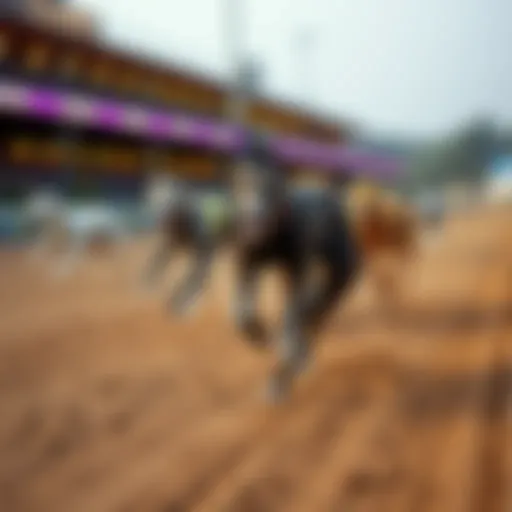 A group of greyhounds in action on the race track.